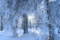 Sonne im Winterwald von winter-frost-artwork