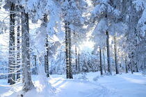Winterwald von winter-frost-artwork