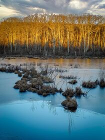 Eel Pond, Winter von David Halperin