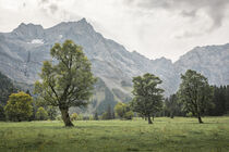 Old maple trees in front of mountains of Karwendel at Ahornboden in Austria Tyrol by Bastian Linder