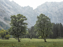 Old maple trees in front of mountains of Karwendel at Ahornboden in Austria Tyrol by Bastian Linder