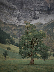 Old maple tree in front of mountains of Karwendel at Ahornboden in Austria Tyrol by Bastian Linder