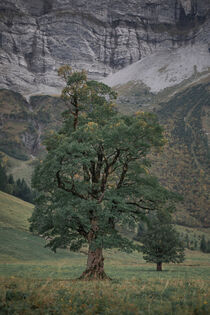 Old maple tree in front of mountains of Karwendel at Ahornboden in Austria Tyrol von Bastian Linder