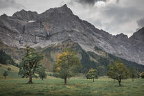 Old maple trees in front of mountains of Karwendel at Ahornboden in Austria Tyrol in autumn von Bastian Linder