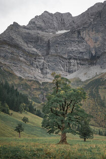 Old maple tree in front of mountains of Karwendel at Ahornboden in Austria Tyrol by Bastian Linder