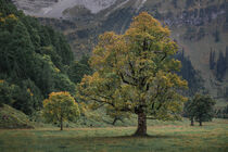 Old maple trees in front of mountains of Karwendel at Ahornboden in Austria Tyrol in autumn by Bastian Linder