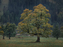 Old maple tree in Karwendel at Ahornboden in Austria Tyrol in autumn by Bastian Linder