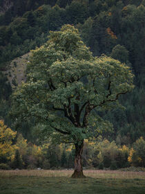 Old maple tree in Karwendel at Ahornboden in Austria Tyrol by Bastian Linder