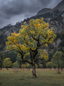 Old maple tree in front of mountains of Karwendel at Ahornboden in Austria Tyrol in autumn by Bastian Linder