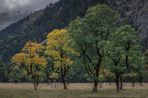 Old maple trees in front of mountains of Karwendel at Ahornboden in Austria Tyrol in autumn von Bastian Linder