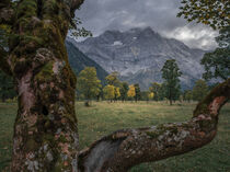 Old maple trees in front of mountains of Karwendel at Ahornboden in Austria Tyrol in autumn by Bastian Linder