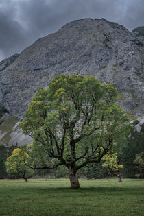 Old maple tree in front of mountains of Karwendel at Ahornboden in Austria Tyrol von Bastian Linder