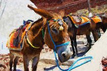View of the island of Santorini in Greece. Burden donkeys waiting for tourists to ascend by havelmomente