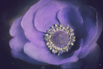 'Blumenmalerei -   Lila Anemone' von Chris Berger