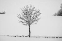 Winterbaum von hr1000
