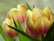 Tulpenkelche by wolfpeter
