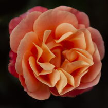 Rose by Ansgar Meise