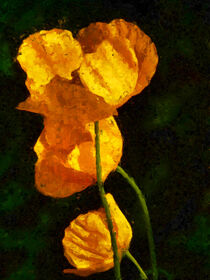 Orange poppy bloom at black background. painted. by havelmomente