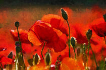 red field of poppy flowers in bloom. painted. von havelmomente