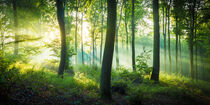 Licht im Wald by Martin Wasilewski