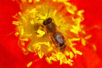 Biene auf Mohnblume. Gemalt. by havelmomente