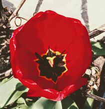 Red Tulip by tzina