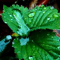 Strawberry leaf with Raindrops by tzina