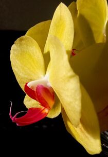 Gelbe Orchidee von tzina