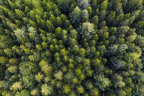 Wald im Schwarzwald aus der Vogelperspektive von dieterich-fotografie