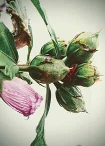  Hibiscus buds with fire bug von tzina