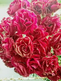 Romantic Roses von tzina