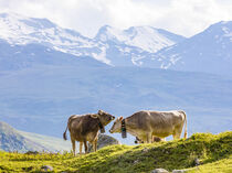 Rinder auf der Weide in der Schweiz by dieterich-fotografie