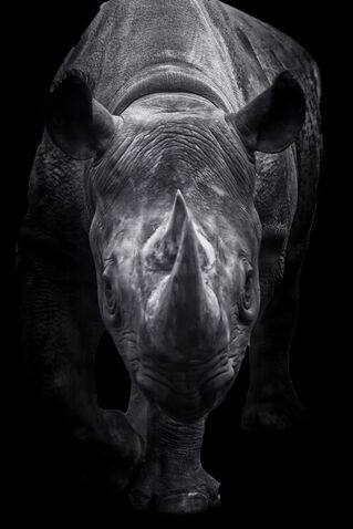 Black-rhinoceros-walking-towards-you