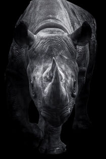 Black Rhinoceros Walking Towards You by Jukka Heinovirta