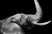 African Elephant Bull Waving Trunk by Jukka Heinovirta