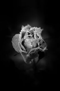 Frozen Rose Petals by Jukka Heinovirta