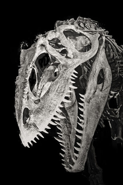 Dinosaur-skeleton-2