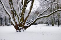 Baum im Schnee by Edgar Schermaul