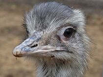 Emu Kopf by Edgar Schermaul