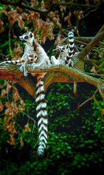 Lemur kata (Lemur catta) by Tomas Gregor