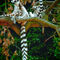 Ring-tailed-lemur-lemur-catta-in-the-prague-zoo