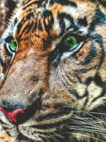 Siberian tiger by Tomas Gregor