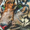 Siberian-tiger-panthera-tigris-altaica
