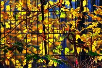 Herbstzaun by Edgar Schermaul
