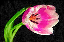 Pinke Tulpe vor schwarzem Hintergrund. Gemalt. by havelmomente