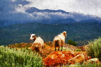 Schafe auf der Hochebene der Insel Kreta. Gemalt. von havelmomente