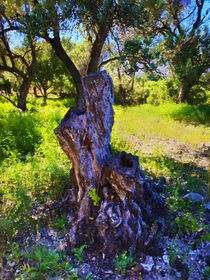 Alter Olivenbaum auf Plantage. Gemalt. by havelmomente