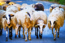Schafsherde auf den Straßen von Insel Kreta. Gemalt. by havelmomente