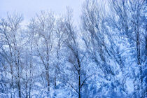 Winteridylle - Baumwipfel mit Schnee von Petra Dreiling-Schewe