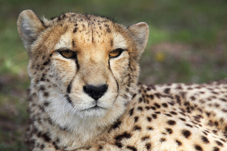 20131022-064-d-gepard